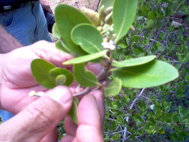 planta